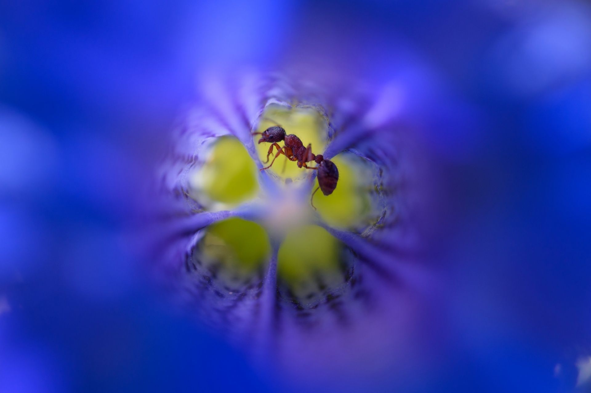 Zachwycająca natura Ziemi na zdjęciach z konkursu Nature Photographer of the Year 2015 11