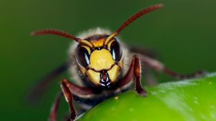 Nie tylko wilki i niedźwiedzie. Te zwierzęta w Polsce mogą być niebezpieczne dla człowieka