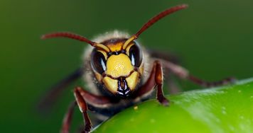 Nie tylko wilki i niedźwiedzie. Te zwierzęta w Polsce mogą być niebezpieczne dla człowieka