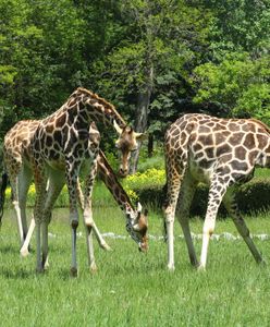 "Do ZOObaczenia w Zoo". Ogród zoologiczny otwiera kolejne atrakcje