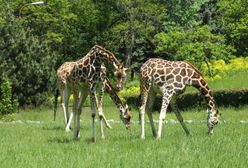 "Do ZOObaczenia w Zoo". Ogród zoologiczny otwiera kolejne atrakcje