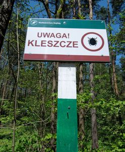 Kleszcze już atakują. Jak chronić się przed kleszczowym zapaleniem mózgu?