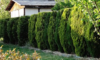 Umieść pod tujami jeszcze przed wiosną. Potem sobie podziękujesz