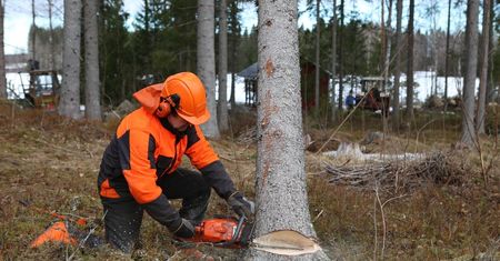 Jaką pilarkę Stihl wybrać?