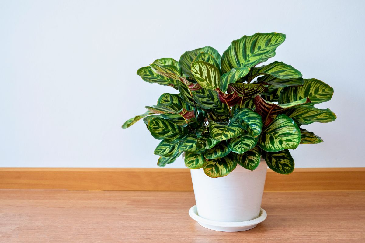 Calathea jest trudna i zła w uprawie 