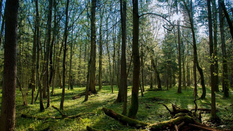 drzewa, krajobraz, park, sosna, natura, las, puszcza, mech, poranek, trawa, niebo, pogoda