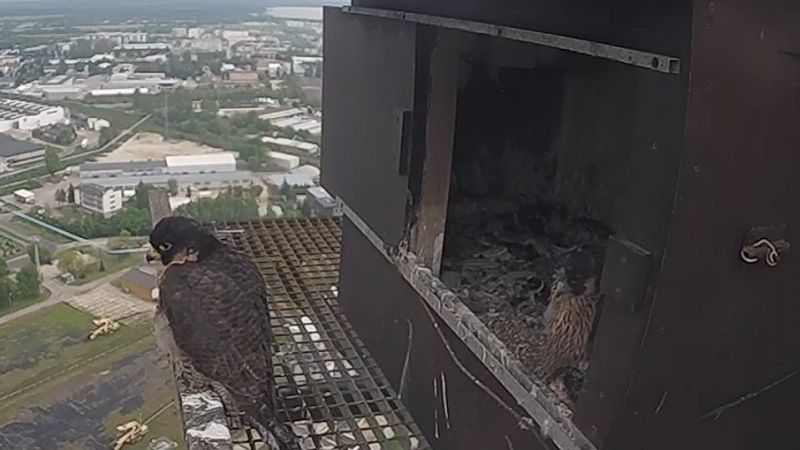 Sokoły na kominie elektrociepłowni Wrotków w Lublinie