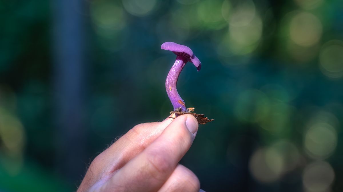 Wyjątkowy grzyb może pomóc policjantom. Pojawia się w miejscu zakopania zwłok.