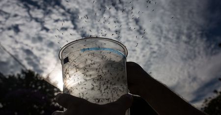 USA. Genetycznie zmodyfikowane komary zostaną wypuszczone na wolność