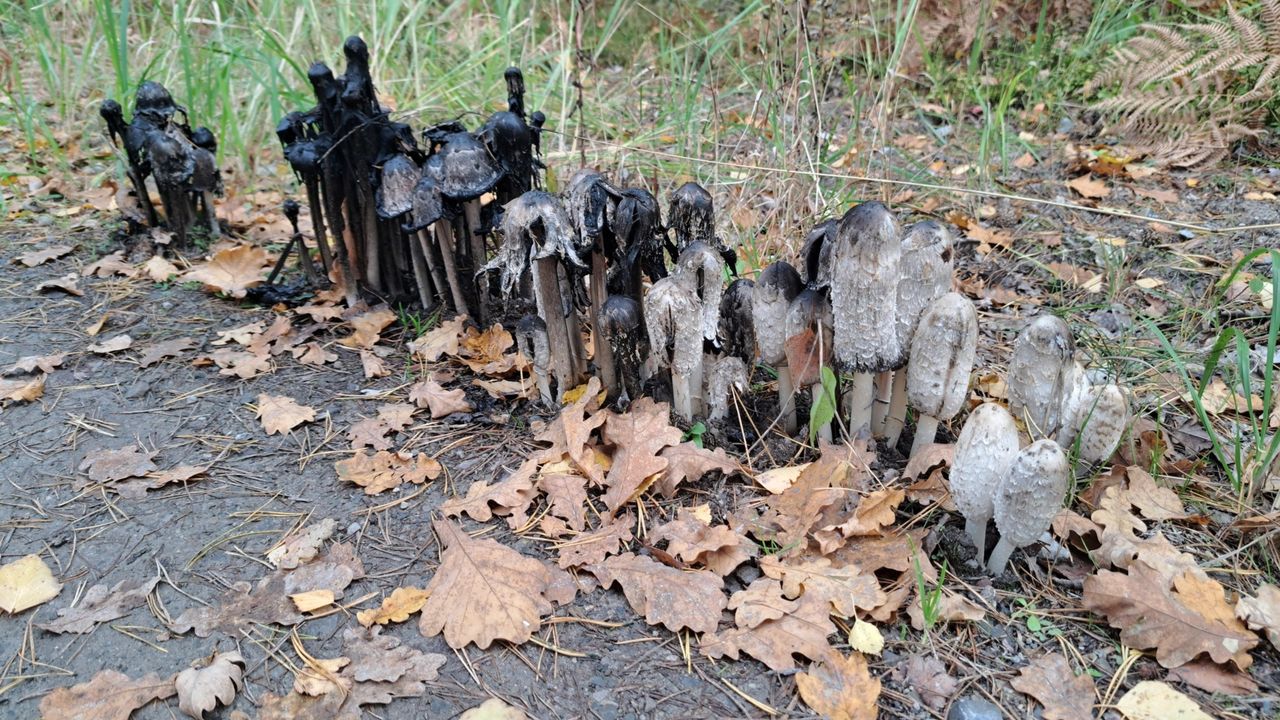 Ujęcie z lasu. Rosły jeden przy drugim. Leśnik aż przystanął