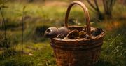 Jadalny czy trujący? Sprawdź się, zanim pójdziesz na grzyby