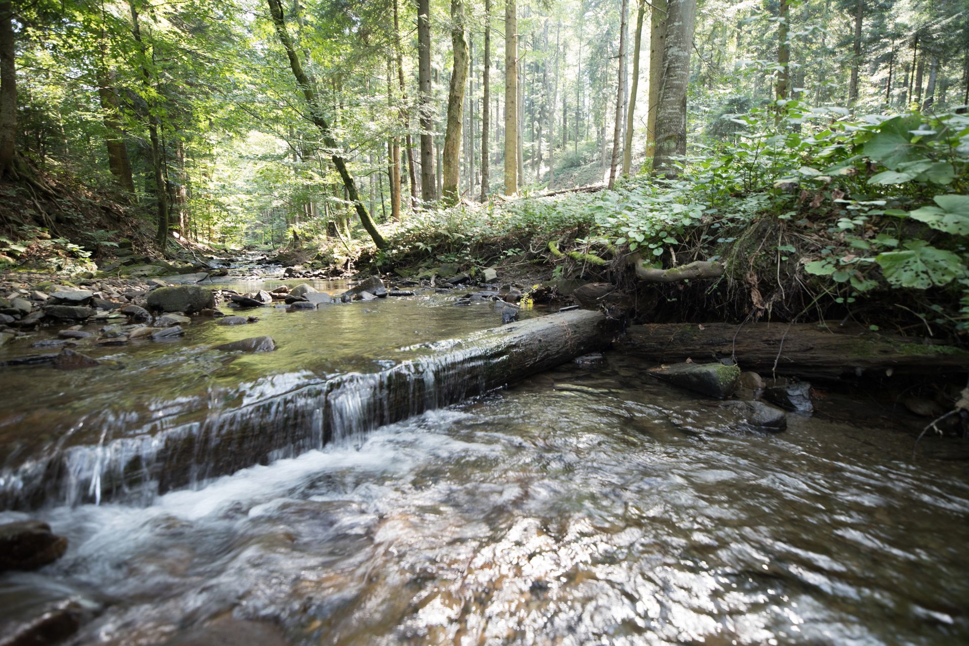 Canon EOS 6D Mark II - test następcy popopularnej pełnoklatkowej lustrzanki 203