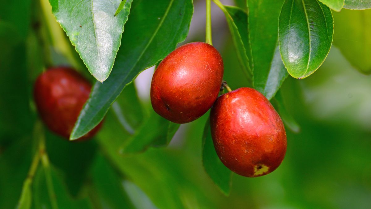 Ziziphus jujuba