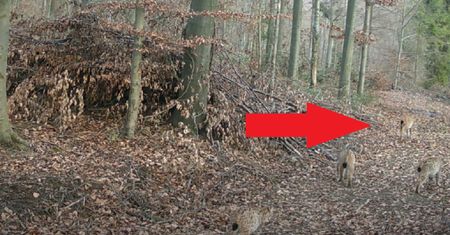 Pamiętacie małe rysie? Znów je nagrali