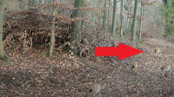 Pamiętacie małe rysie? Znów je nagrali