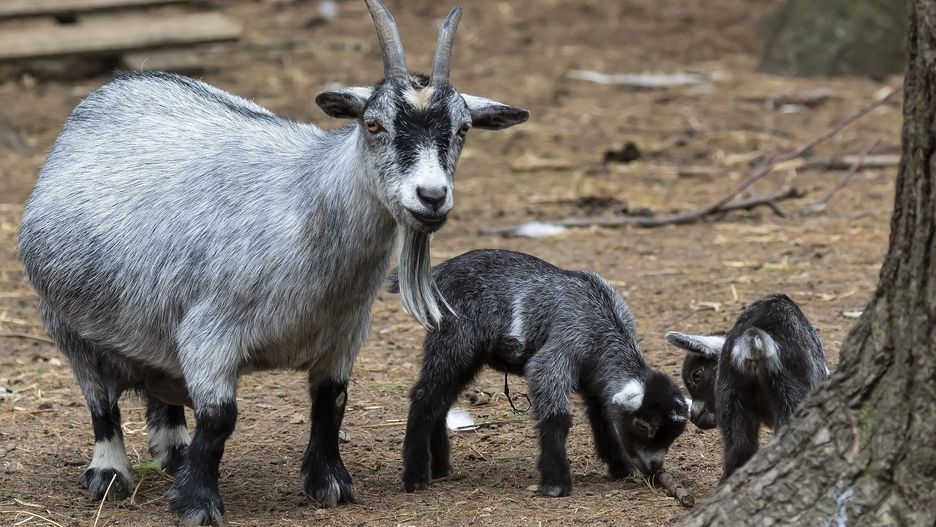 Dyrektor meksykańskiego zoo oskarżony o handel egzotycznymi zwierzętami oraz ugotowanie kóz pigmejskich. Zdjęcie ilustracyjne