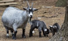 Afera w meksykańskim zoo. To straszne, co zgotowano zwierzętom