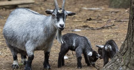 Afera w meksykańskim zoo. To straszne, co zgotowano zwierzętom
