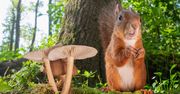 Fotograf robi zdjęcia wiewiórek, by poprawić humor innym