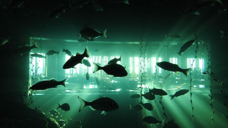 İstanbul Sea Life Aquarium (Stambuł, Turcja)