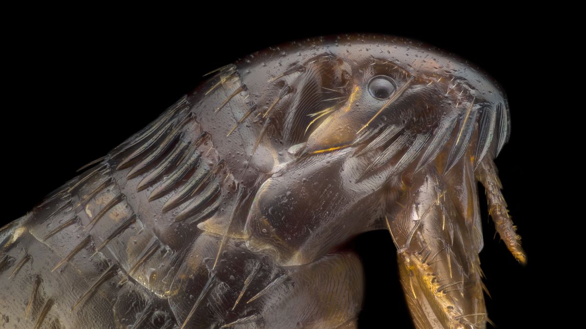 Pchła pod mikroskopem