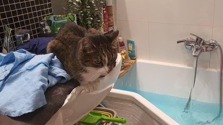 kot w łazience kot i łazienka kot lazienka
