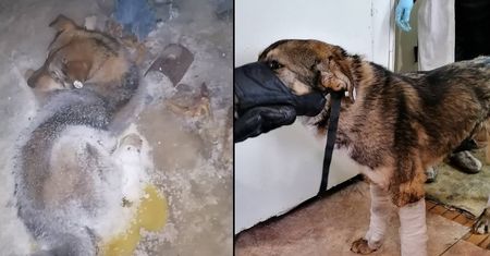 Pies przymarzł do ziemi. Niesamowita akcja ratunkowa