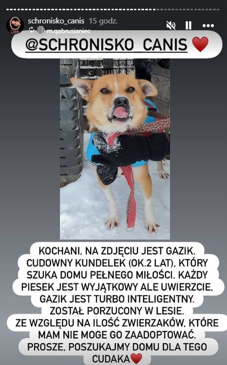 Kundelek Gazik szuka nowego domu