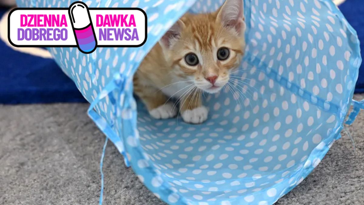 10-latek zorientował się, że kot potrzebuje pomocy 