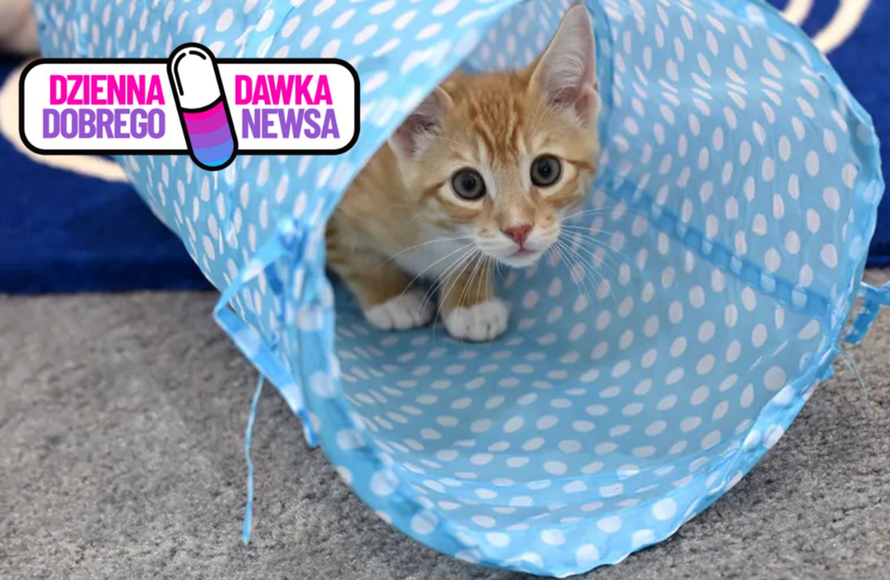 Bohaterski 10-latek ratuje kota w Zduńskiej Woli
