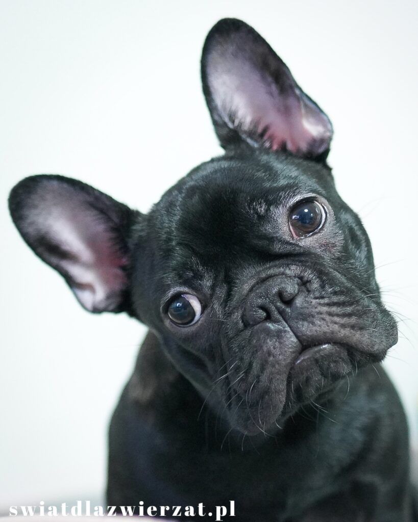 Buldog francuski