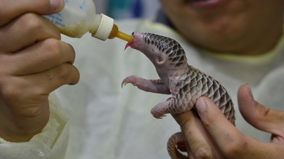 Wrocław. Dzikie zwierzęta winne pandemii? Wykład online z wrocławskiego zoo