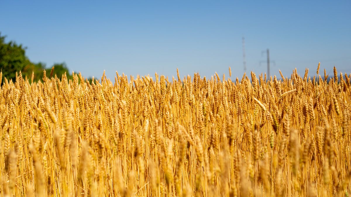 Scenic view of wheat field against clear blue sky,Ukraine
Alexander Ovcharenko / 500px