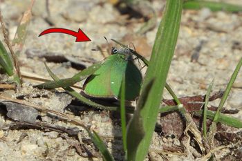 Coś zielonego przy gruncie. "Zaczęły się budzić". Wystarczyło kilka dni