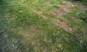 Spadł śnieg? Oto jak go wykorzystasz w ogrodzie