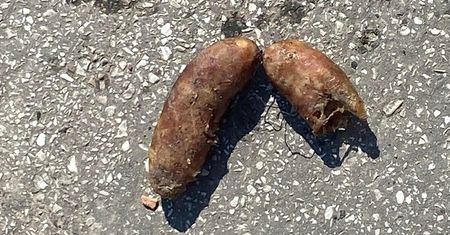 Kiełbasa nafaszerowana drutem i gwoździami. Pilnujcie pupili!