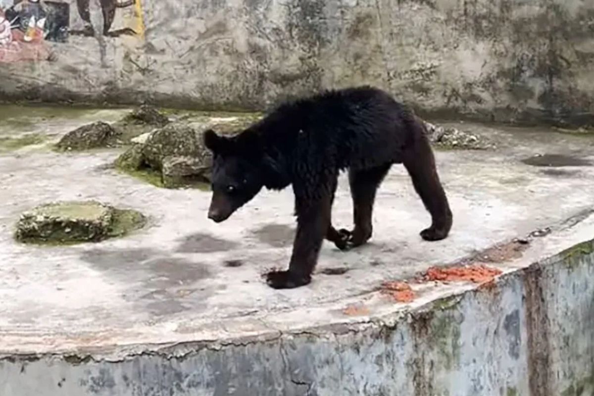 Koszmar niedźwiedzia w zoo. "Żywił się chlebem i warzywami"