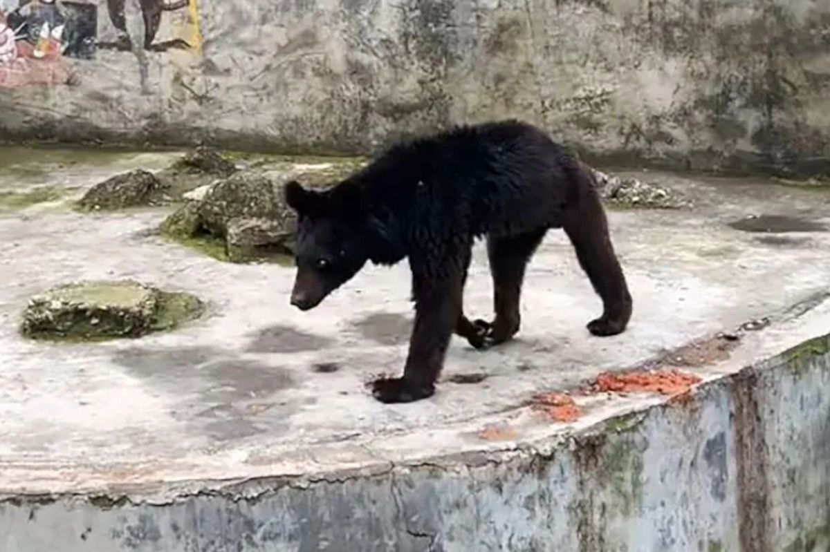 Neglected and starving bear in Chinese zoo sparks global outrage