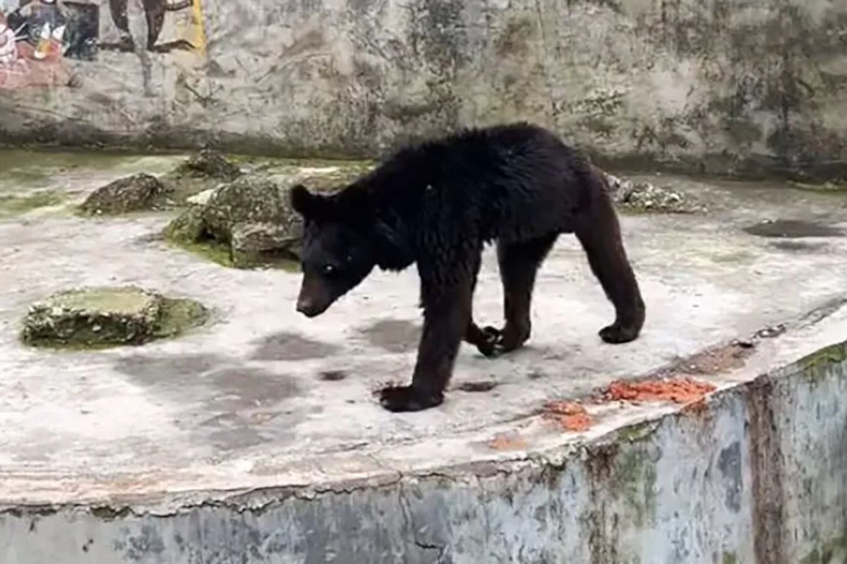 Bear's nightmare in the zoo. "It subsisted on bread and vegetables"