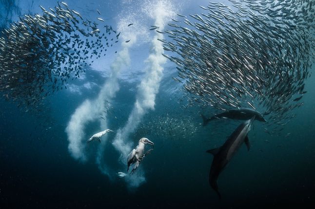 Pierwszą nagrodę całego konkursu oraz tytuł SIPAContest Photo of the Year zdobyło zdjęcie Grega Lecoeura z Francji. „Sardine Run” to fotografia przedstawiająca polowanie delfinów oraz mew na ławicę sardynek podczas corocznej migracji wzdłuż wybrzeża Połdniowej Afryki.