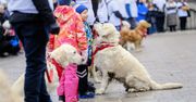 Poznań: Psi wolontariusze dla WOŚP na czterech łapach! Golden retrievery kwestują na ulicach. Zobacz zdjęcia z pokazów