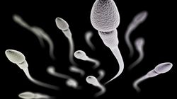 Czy ludzkość czeka zagłada? Plemniki wymierają