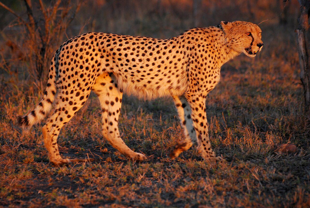 Gepard