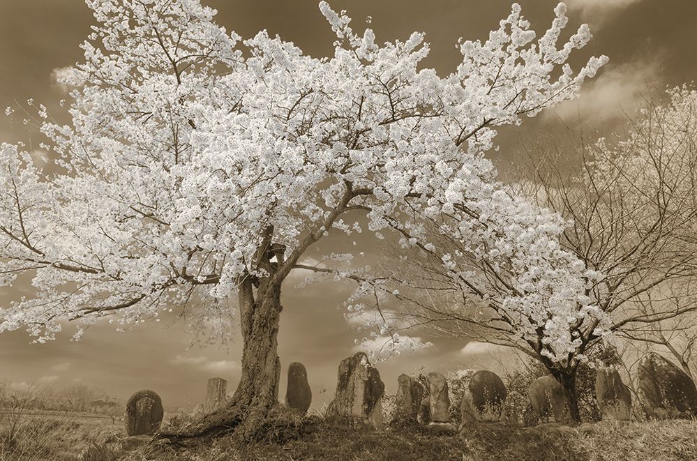Hiroaki Hasumi przedstawia piękno Japonii w projekcie "Nippon" 2