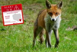 Jesienna akcja na Podkarpaciu. "Uwaga! Nie dotykaj kapsułki"