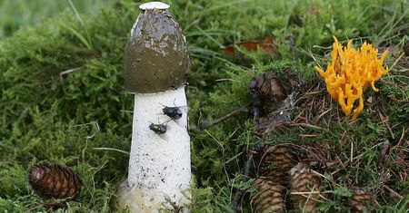 Czarcie jajo w polskich lasach. Jadalny rarytas może być śmiertelnie mylący