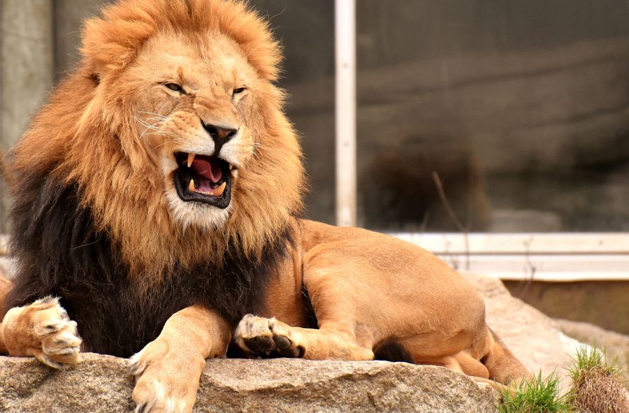Zoo w Danii szuka niechcianych zwierząt