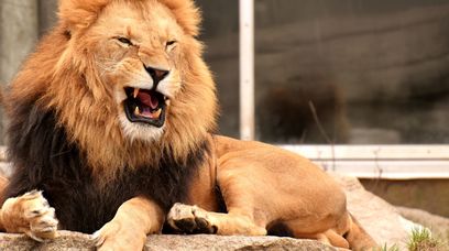 Masz dość swojego zwierzęcia? Oddaj do zoo na pożarcie lwom
