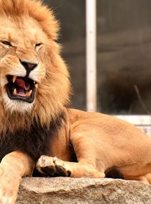 Masz dość swojego zwierzęcia? Oddaj do zoo na pożarcie lwom