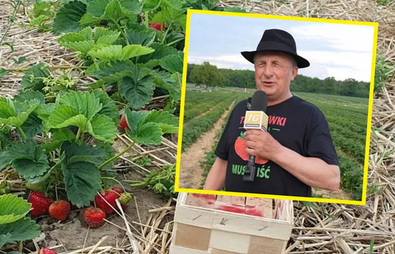 Pan Manfred zaprasza na samozbiory truskawek. Obowiązkowe zapisy